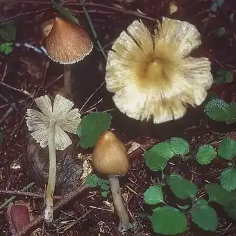 Inocybe fastigié