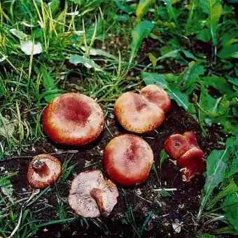Lactario rugoso