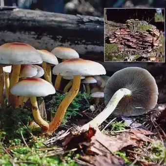 Graublättriger Schwefelkopf