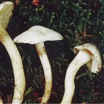 Hygrophore du hêtre