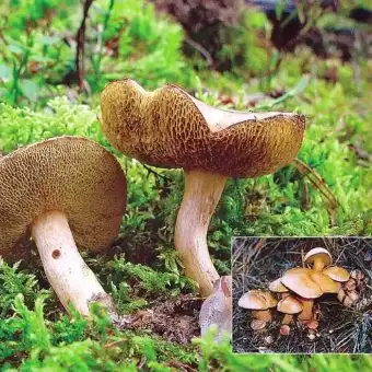 Kuhröhrling