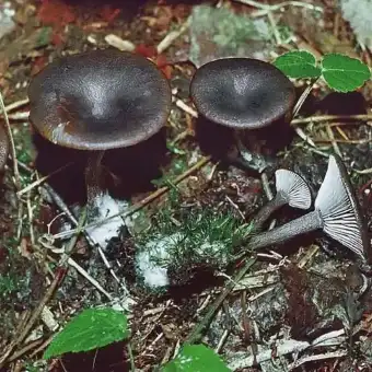 Bägartrattskivling