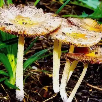 Goldmistpilz