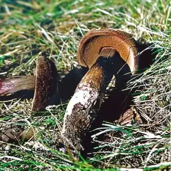 Purpursporet rørhat