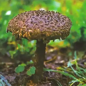 Szyszkowiec łuskowaty