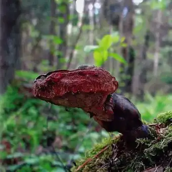 Skinnende lakporesvamp