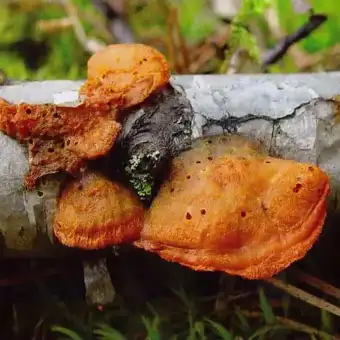 Gęstoporek cynobrowy