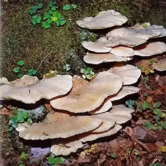 Trapioji postija