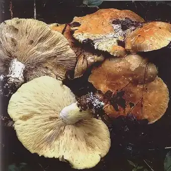Leucopaxille tricolore