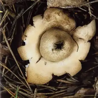 Sessile Earthstar