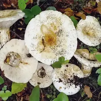 Gemeiner Weißtäubling