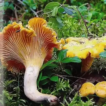 Лисичка обыкновенная (настоящая)
