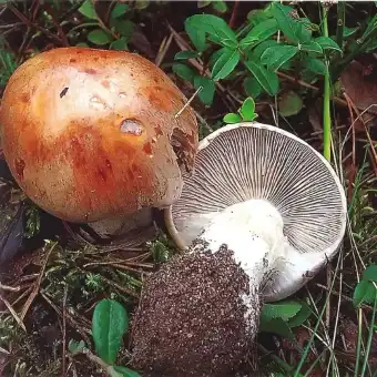 Variaspalvis nuosėdis