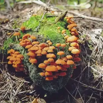 Geselliger Glöckchennabeling