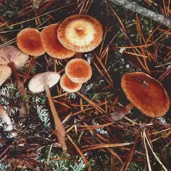 Łysostopek późny