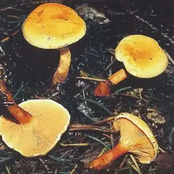 Falscher Pfifferling