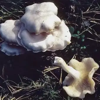 Mehlräsling