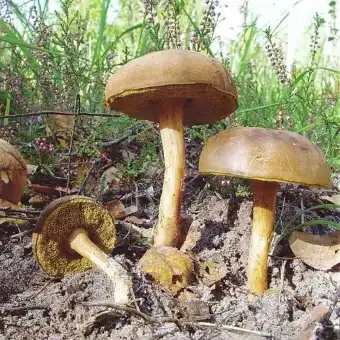 Моховик зелёный