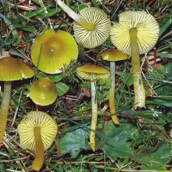 Hygrocybe perroquet