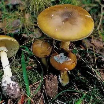 Death Cap