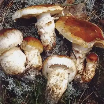 Tricholome chaussé