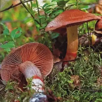 Zasłonak bransoletowaty