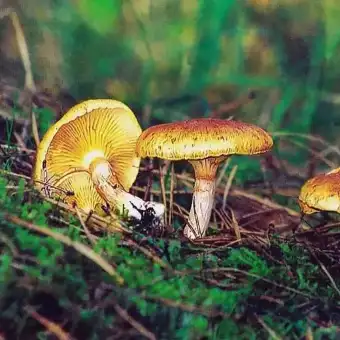 Ringbitterskivling