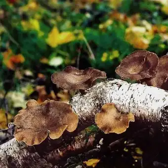 Vinter-stilkporesvamp