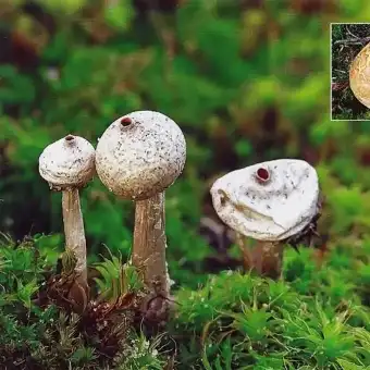 Tulostoma invernal