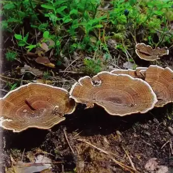 Кольтриция многолетняя