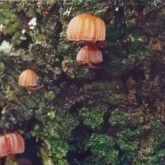 Bark-huesvamp