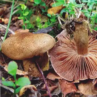 Sparriger Schleierling