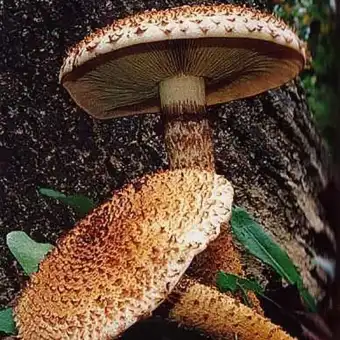 Foliota escamosa