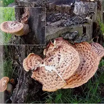 Skællet stilkporesvamp